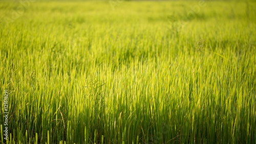 Green rice fields are progressively grow.