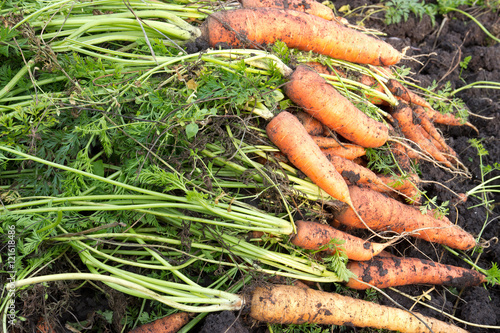 Урожай моркови на земле.