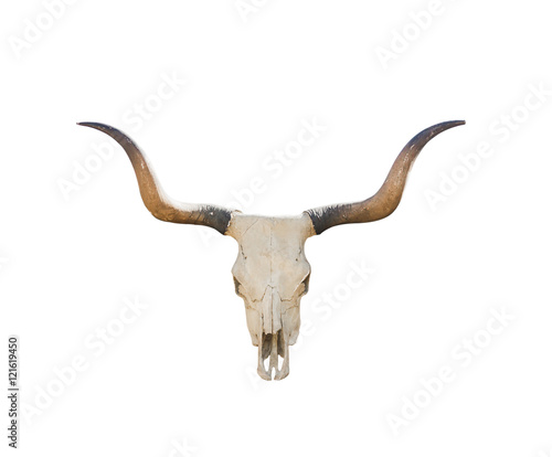 Buffalo skull on white
