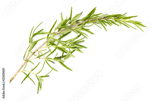 twig of rosemary on a white