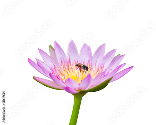  Lotus isolated on white with bee