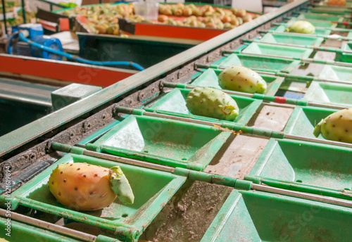 Just picked and dethorned prickly pears in the conveyor belt for the automatic calibrating process photo