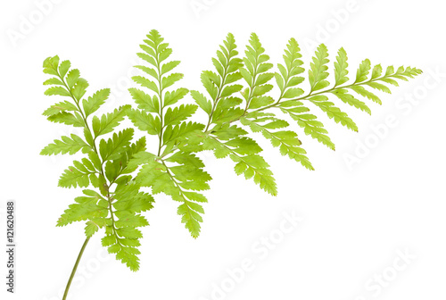 fern isolated