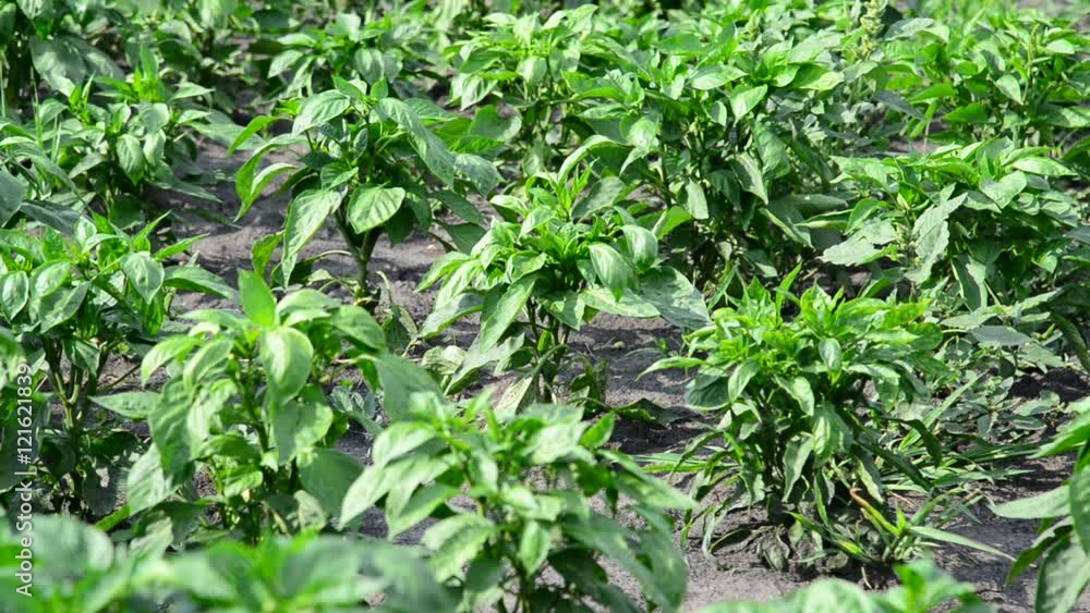 peppers growing in field or plantation peppers growing in field or plantation
