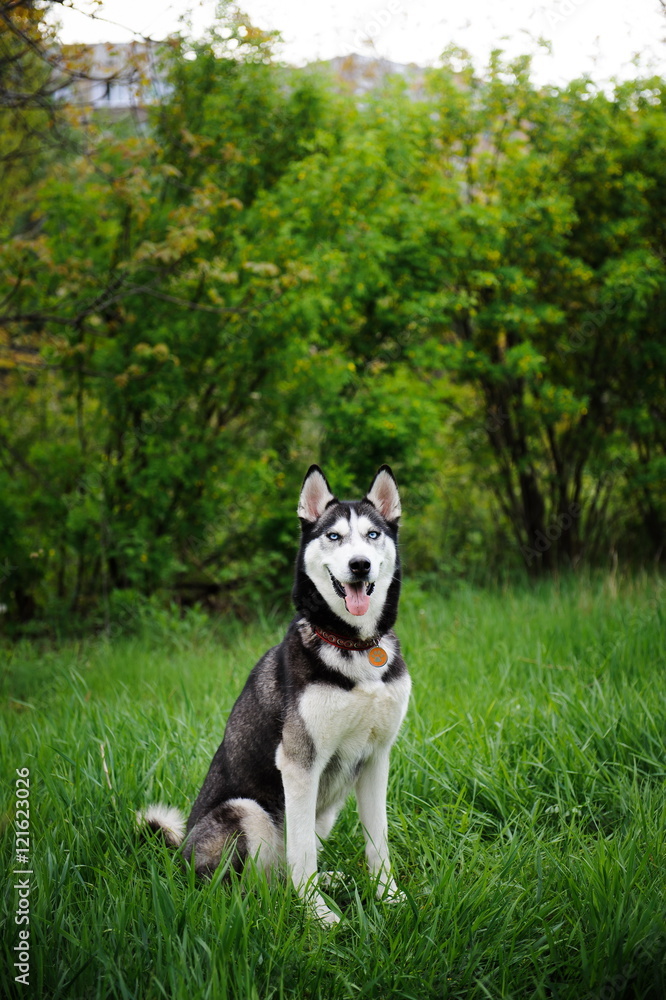 a dog husky walking in a park a dog husky walking in a park