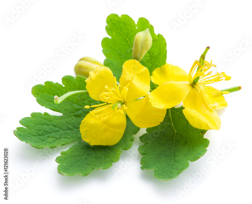 Greater celandine flower, swallowwort.