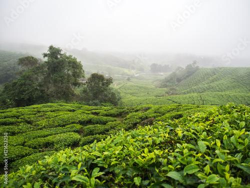 Boh Tea plantation in Cameron highlands