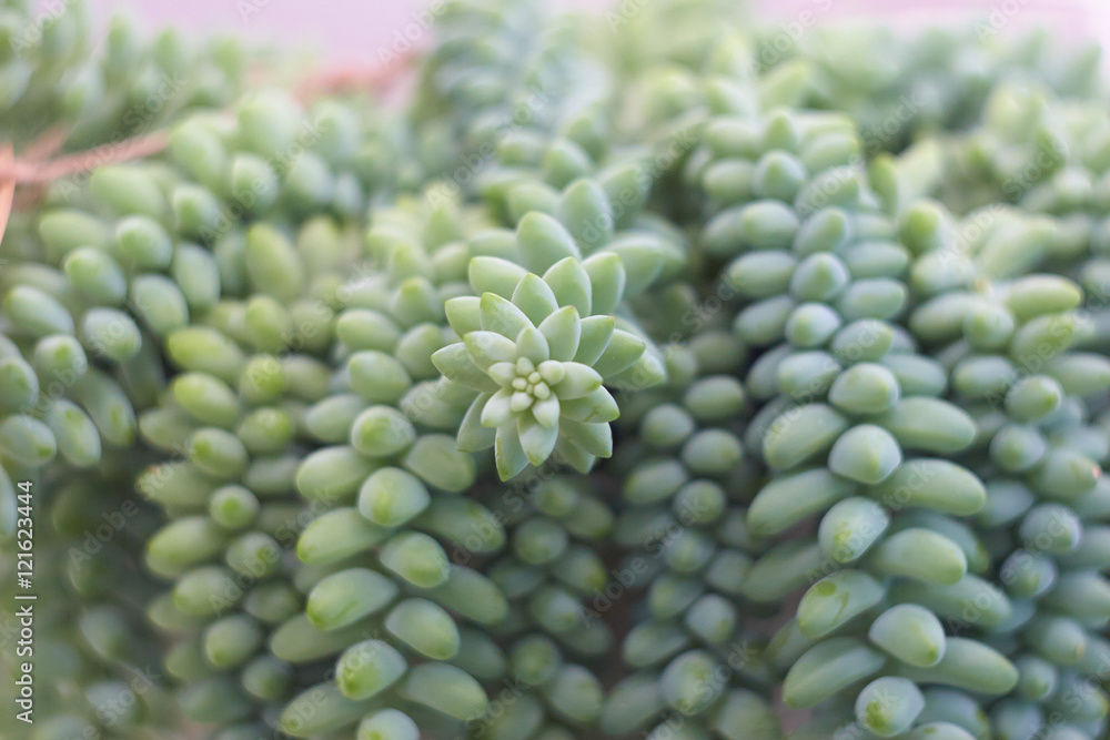 sedum sedum
