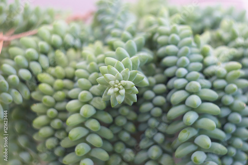sedum