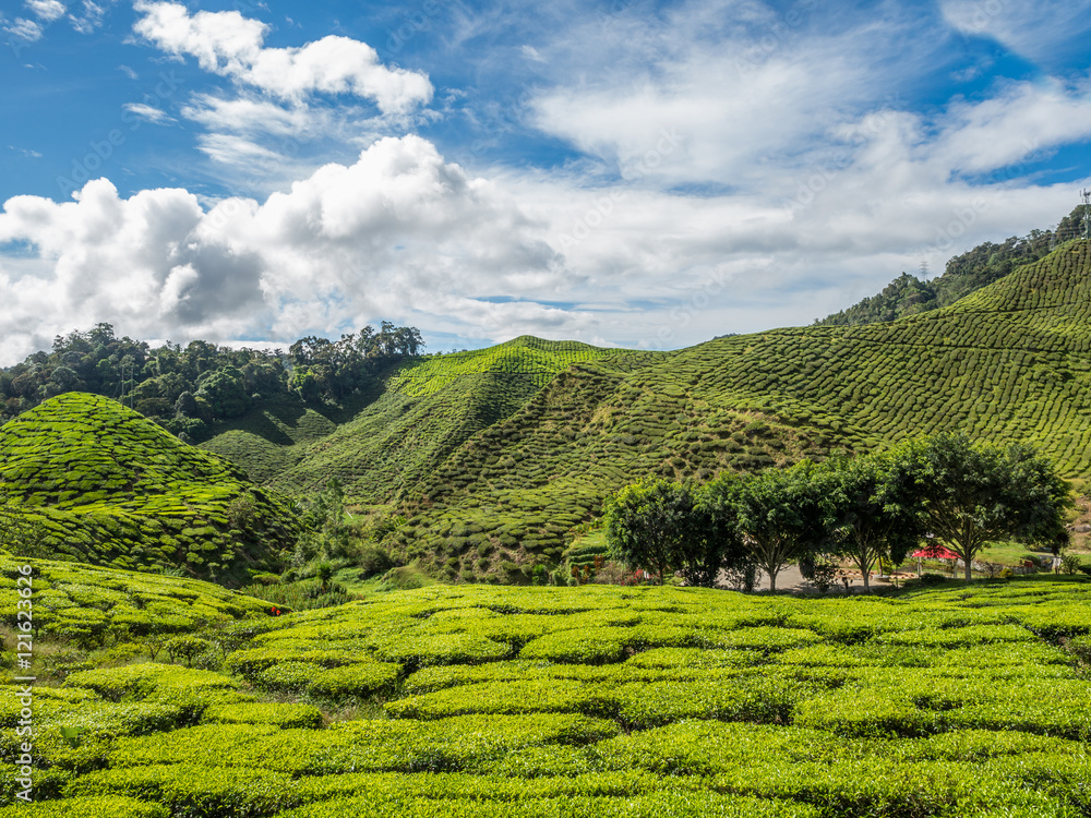 Tea plantation in the Cameron highlands