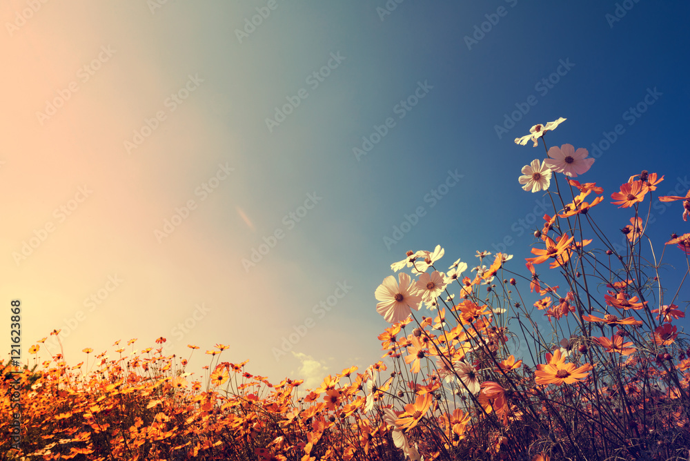 Photo & Art Print Vintage landscape nature background of beautiful cosmos flower  field on sky with sunlight in autumn