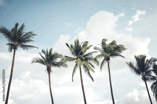 Vintage nature photo of coconut palm tree in seaside tropical coast © jakkapan