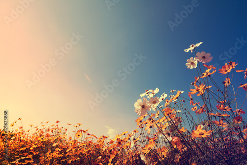 Vintage landscape nature background of beautiful cosmos flower field on sky with sunlight in autumn. retro color tone filter effect