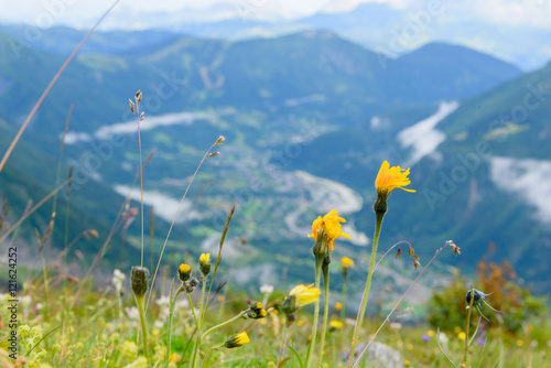 Flower at Mont Blanc