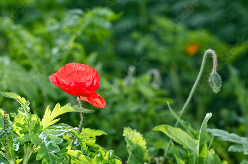 Australian wild flower