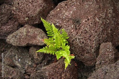 Fern growing in magma rocks