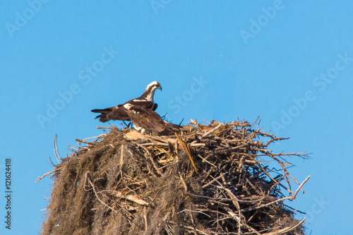 Tableau sur toile Couple of ospreys nesting