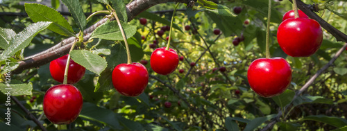 Czerwony dojrzały owoc wiśni na drzewie w ogrodzie