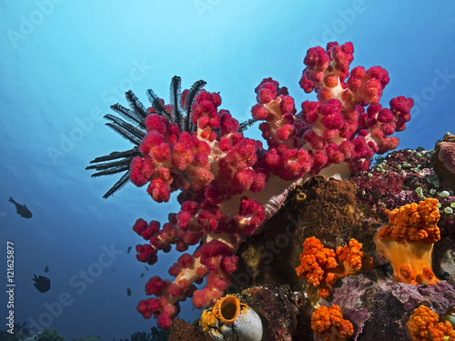 Soft Coral, Stachlige Weichkoralle (Stereonephthya sp)