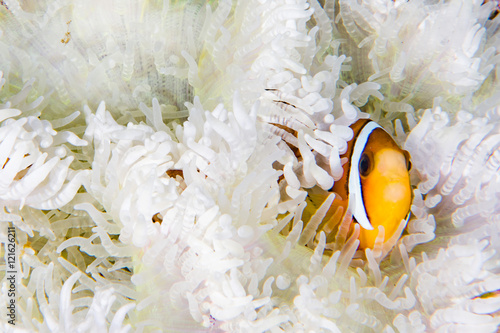 Clown fish inside red anemone in indonesia photo