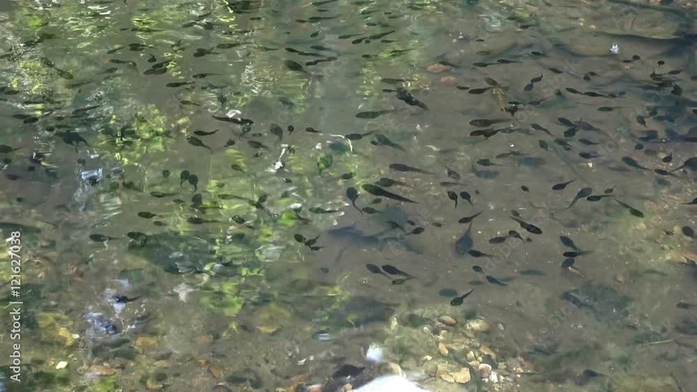Hundreds of tadpoles swim in a serene, shimmering jungle pond occasionally rising to the surface to gulp some air. Hundreds of tadpoles swim in a serene, shimmering jungle pond occasionally rising to the surface to gulp some air.
