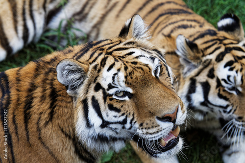 Fototapeta Naklejka Na Ścianę i Meble -  Tigres