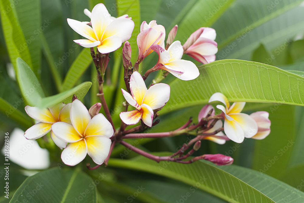 Fototapeta premium White plumeria in garden,in the morning, good weather