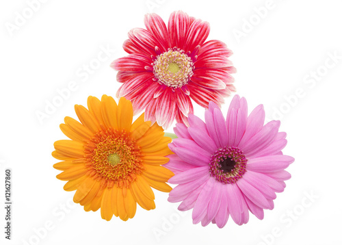 Colorful gerbera flowers