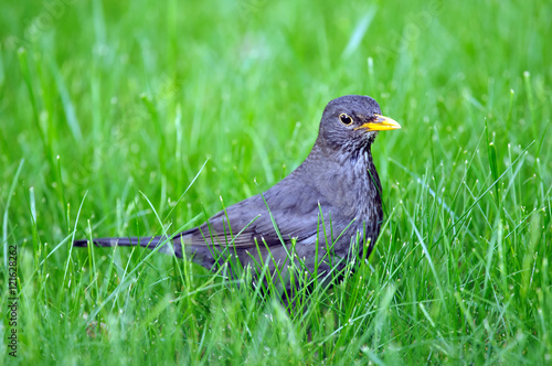 Blackbird (Turdus merula) is looking for food in grass. 
