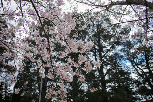 Wallpaper Mural Blue Mountains4 Torontodigital.ca