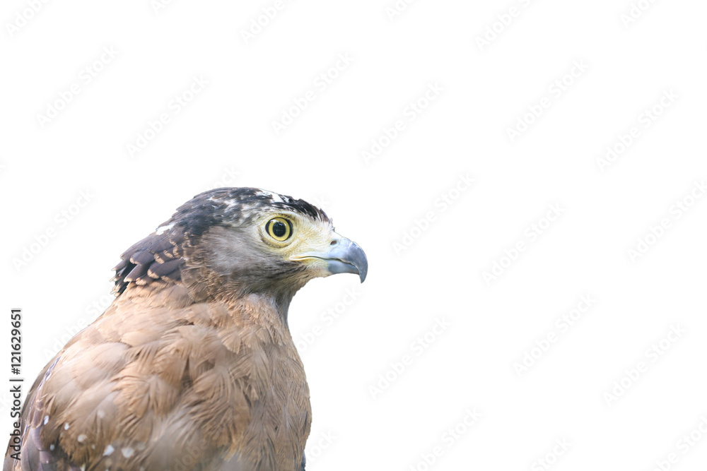 Fototapeta premium The head of a falcon isolated on white background.