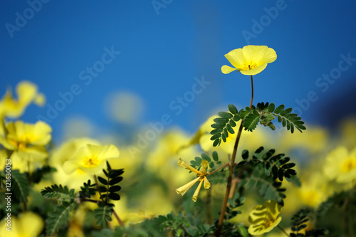 Yellow flowers of Tribulus zeyheri against a blue sky, Kalahari, South Africa photo