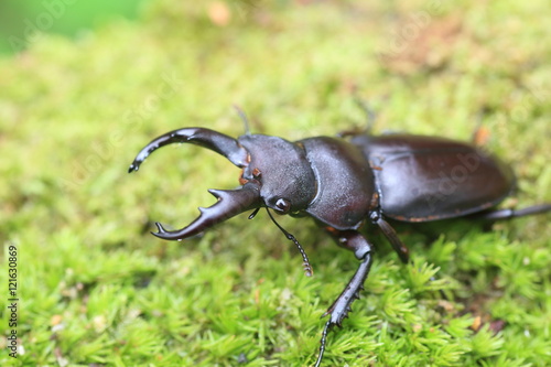 Kirchnerius guangxii stag beetle in China     © feathercollector