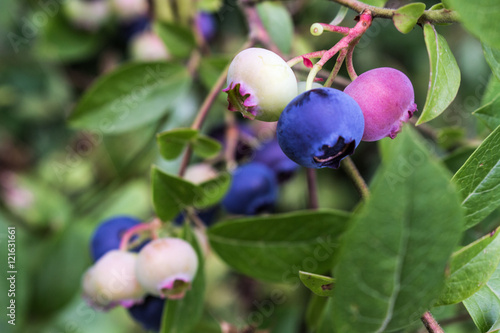 Wallpaper Mural Blueberry Plant with Ripe and Unripe Fruits Torontodigital.ca