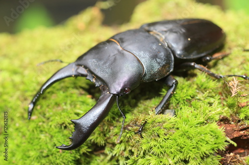 Dorcus titanus typhon stag beetle in Catanduanes Island, North Philippines   © feathercollector