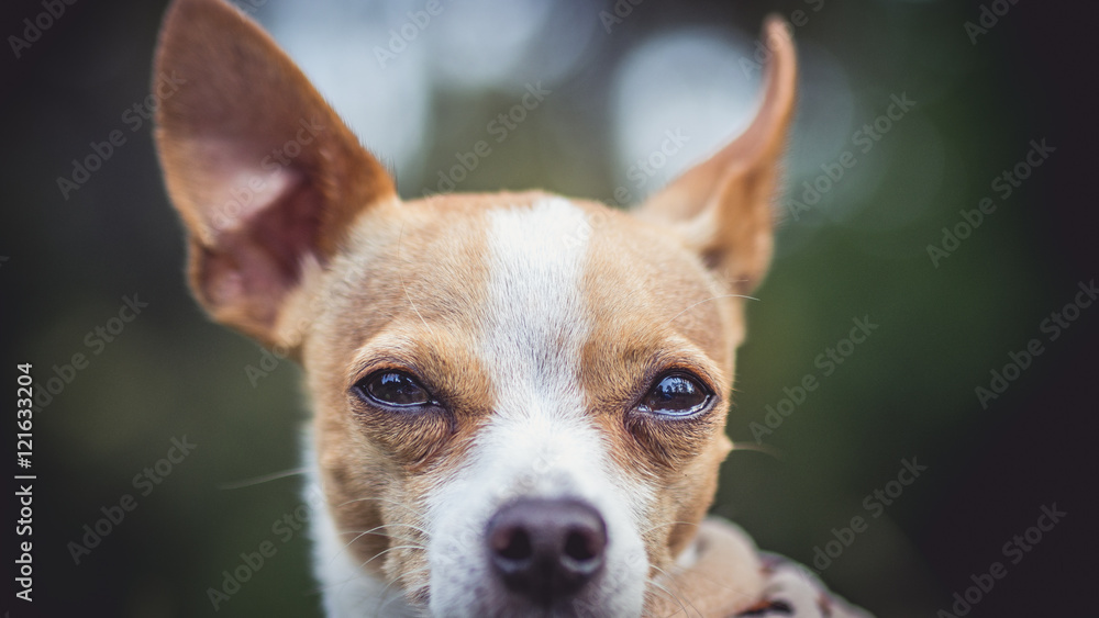 Dreamy Dog Chihuahua