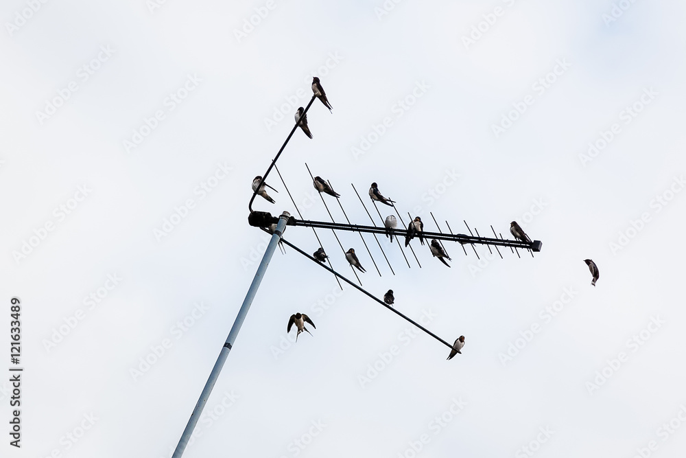 Swallows sitting on the antenna near the chimney on the roof Swallows sitting on the antenna near the chimney on the roof