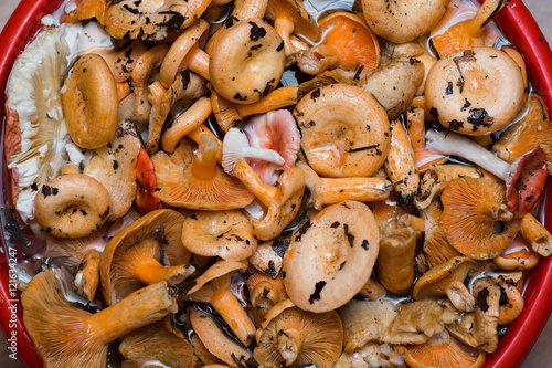 Orange mushrooms. Lactarius section Deliciosi photo