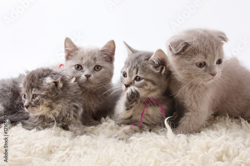 Group kitties on white background