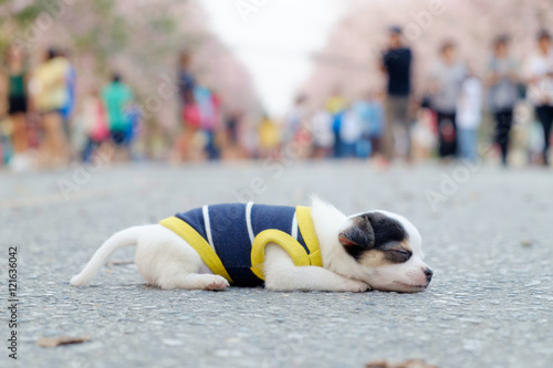 Little white dog chihuahua sleeping on road in park;