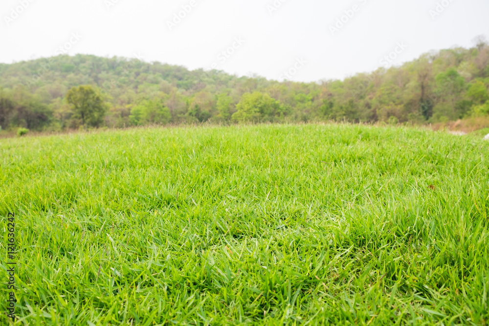 Obraz premium mound slope green grass