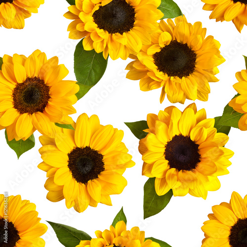 Fototapeta Naklejka Na Ścianę i Meble -  Seamless pattern with photos of shiny yellow sunflowers on white
