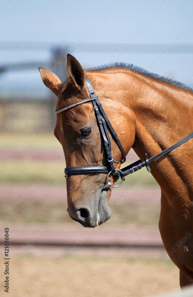Obraz premium close uo portrait of brown horse