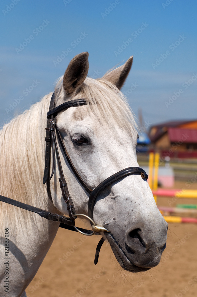 Obraz premium portrait of white horse