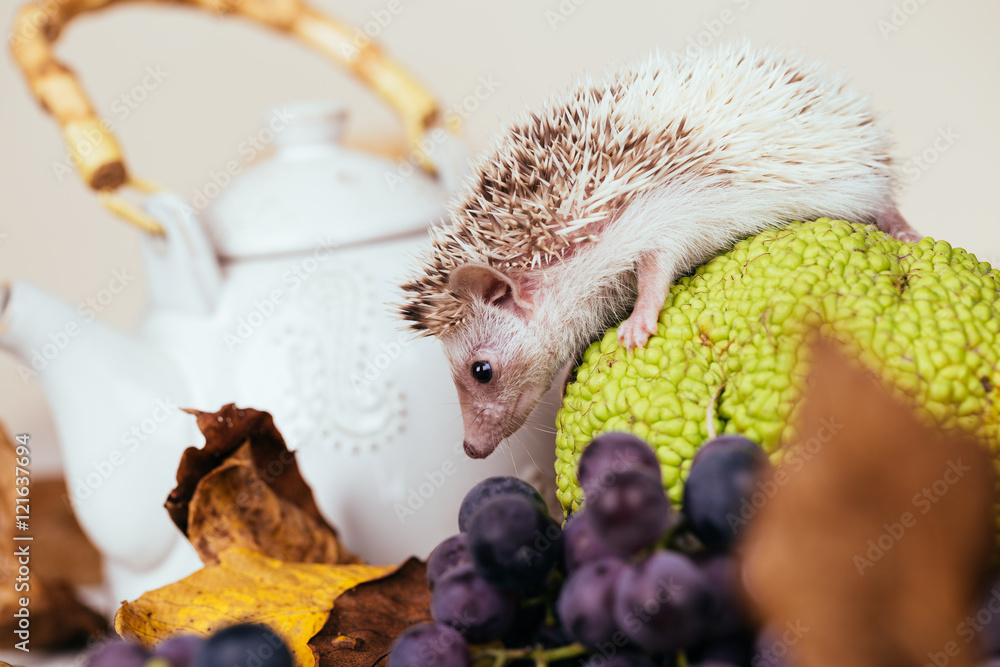 Close up shot of adorable little hedgehog playing with teapot, autumn leaves and grapes on white wooden table. Small pets in human home theme.