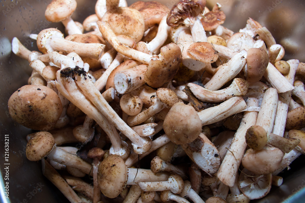 mushrooms in a metal shell