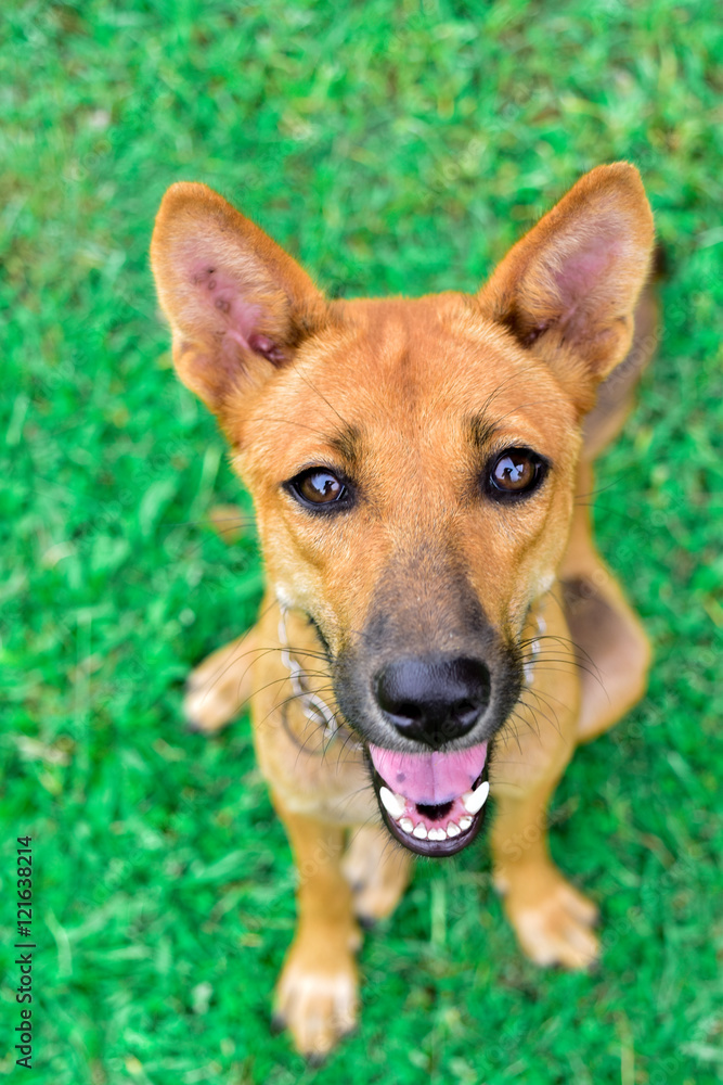 Dog sitting outside on grass.