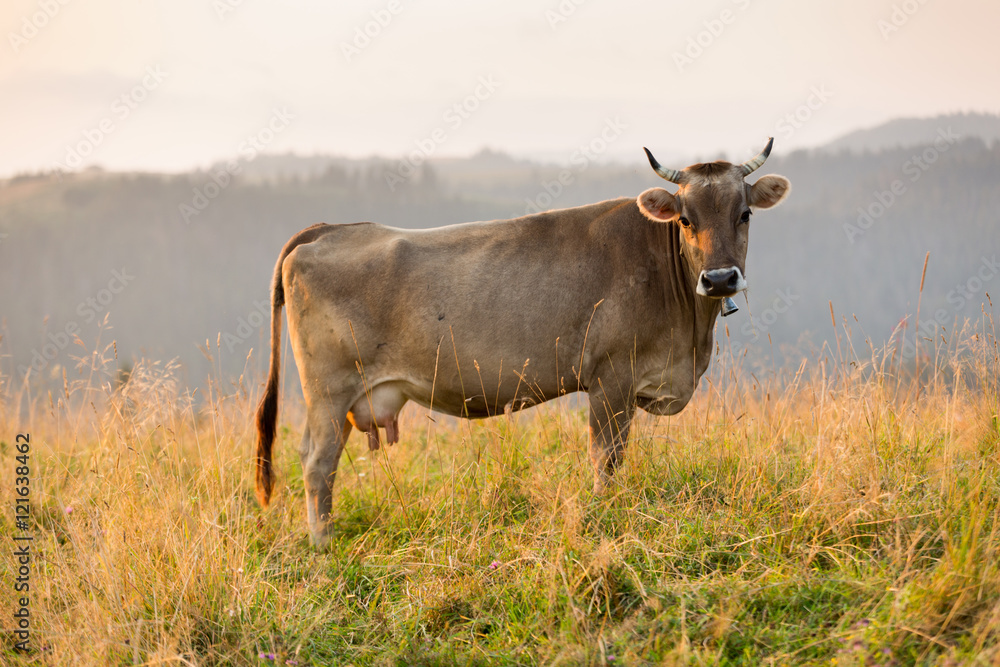 Cow in a pasture in the mountains just before sunset Cow in a pasture in the mountains just before sunset