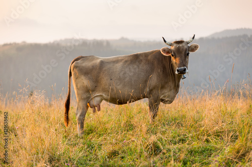 Fototapeta Naklejka Na Ścianę i Meble -  Cow in a pasture in the mountains just before sunset