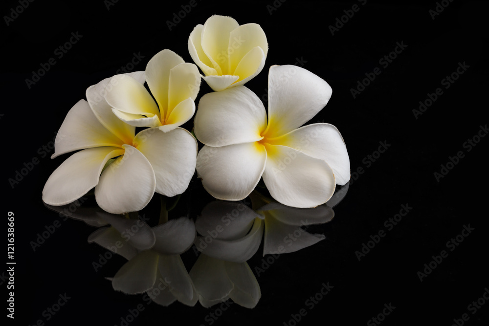 Fototapeta premium Plumeria on black background with reflection